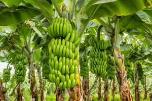 Bananas: The Unsung Hero of the Fruit Kingdom