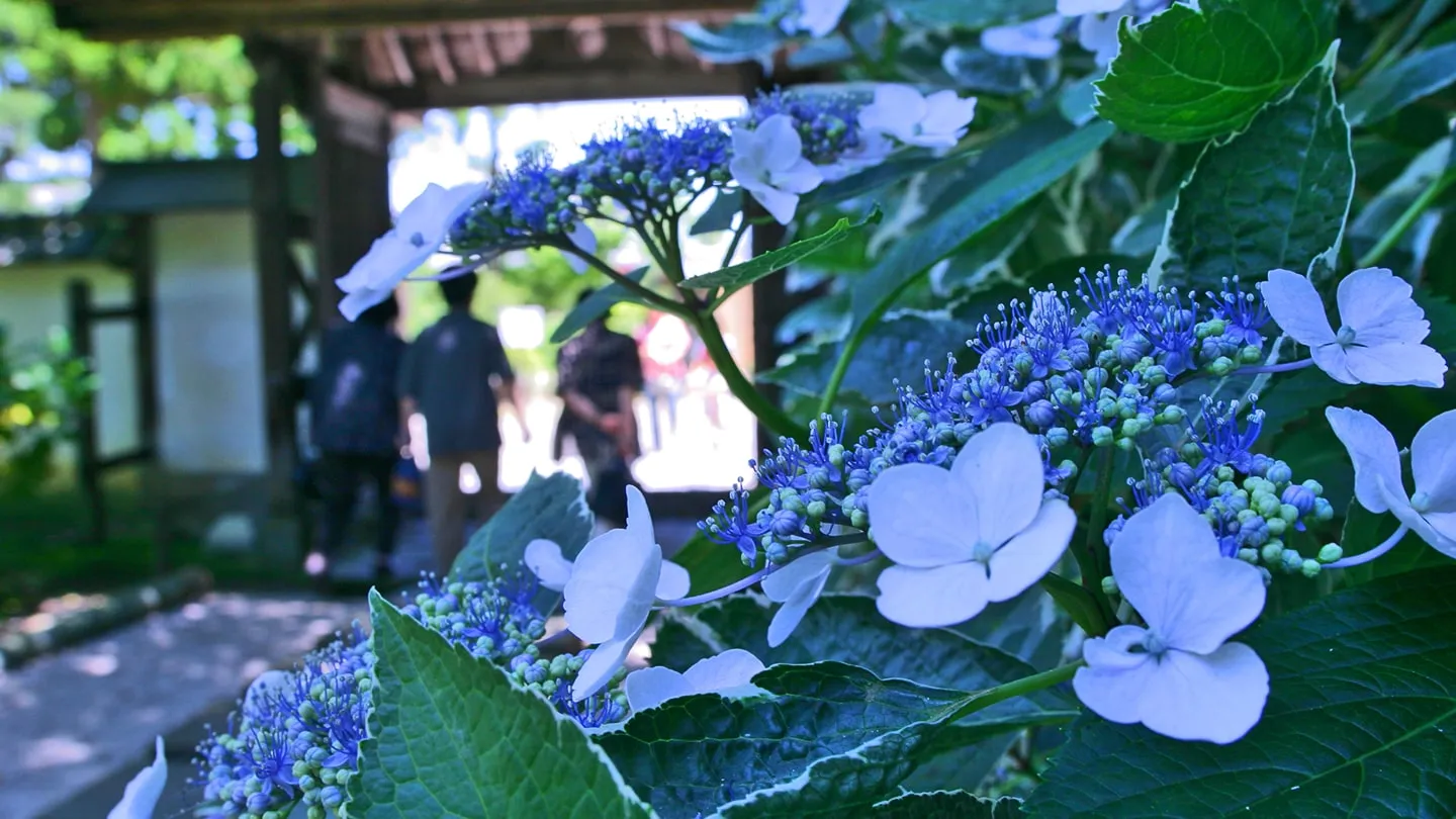 Embracing the Rain: Discovering the Charm of Japan's Tsuyu Season