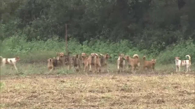 茨城町の野犬問題：増加する群れと住民・農家への深刻な影響