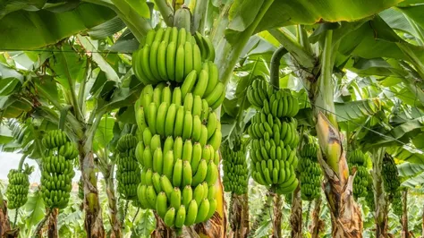 Bananas: The Unsung Hero of the Fruit Kingdom