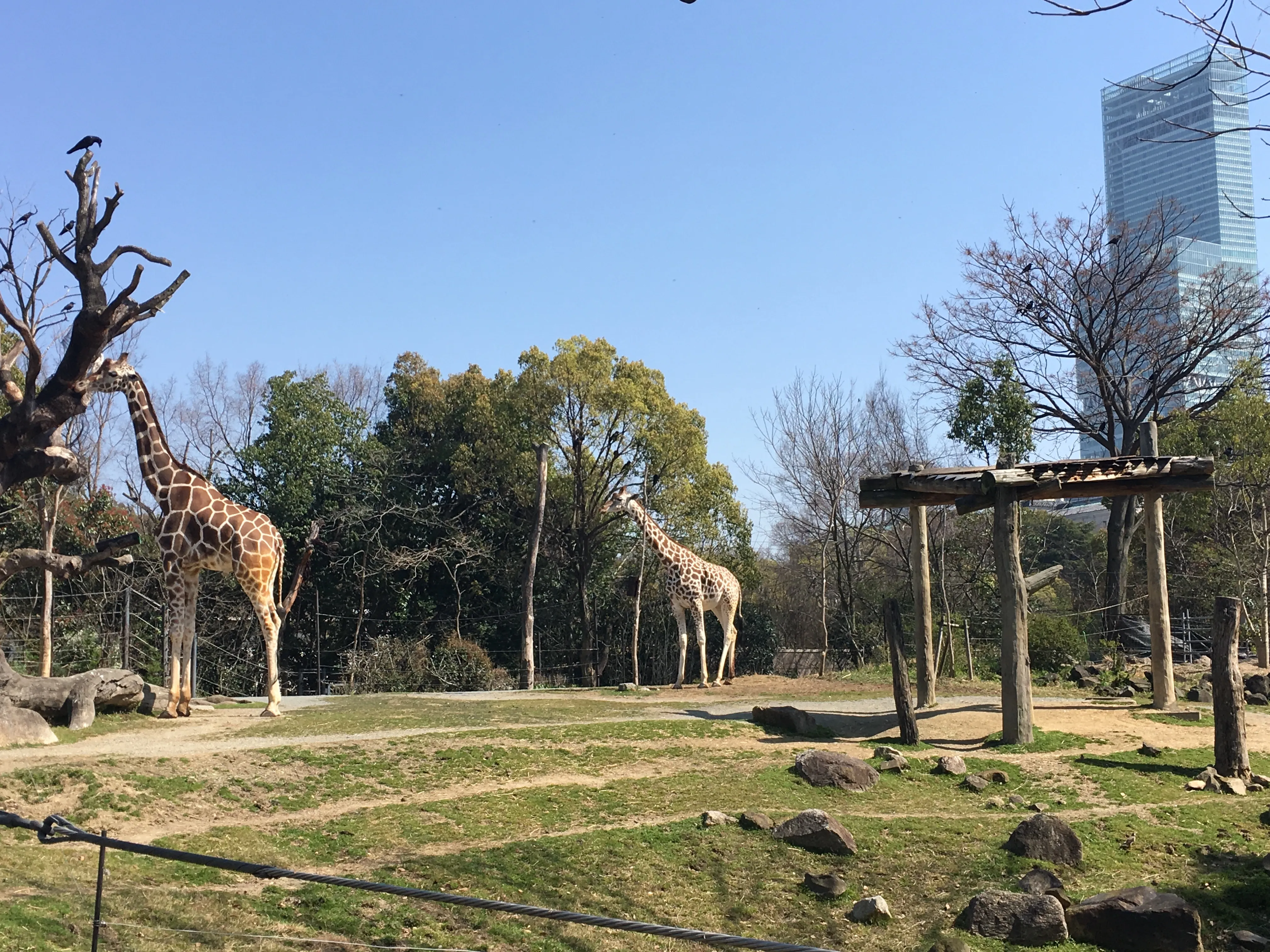 Tennoji Zoo: A Wildlife Wonderland