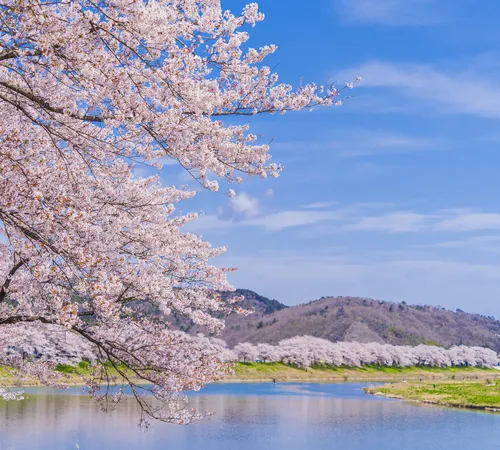 Exploring the Enchanting Corners of Japan: A Traveler’s Guide