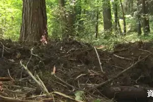 群馬県の男性、長野県の山林で心肺停止の状態で発見される