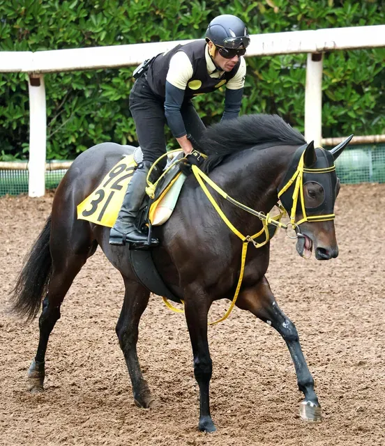 【府中牝馬Ｓ】モズゴールドバレル、好調な追い切りで重賞初Ｖに挑む！藤岡調教師の勝利への意気込み