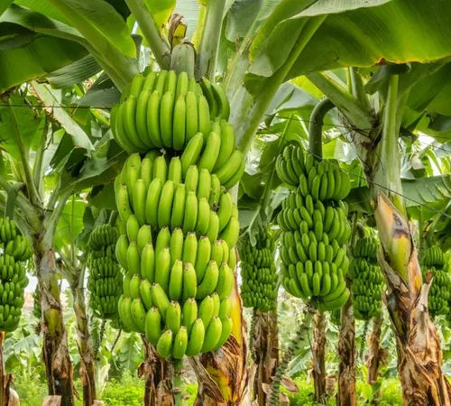 Bananas: The Unsung Hero of the Fruit Kingdom