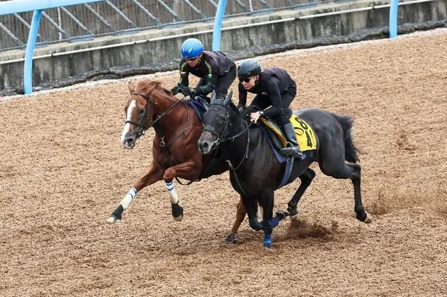 スプリンターズS攻略！セントウルステークス組と国内G1組に注目！