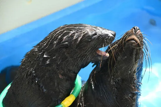 新江ノ島水族館のミナミアメリカオットセイの赤ちゃんに愛称を募集！