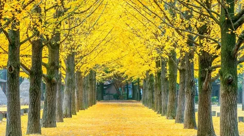 Japan’s Hidden Seasonal Gem Yellow Spring Road’s Blossoming Cherry Trees and Ginkgo Gold