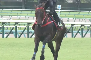 ビクターザウィナー、万全の態勢でレースに挑む！香港から参戦の6歳馬、コンディション良好