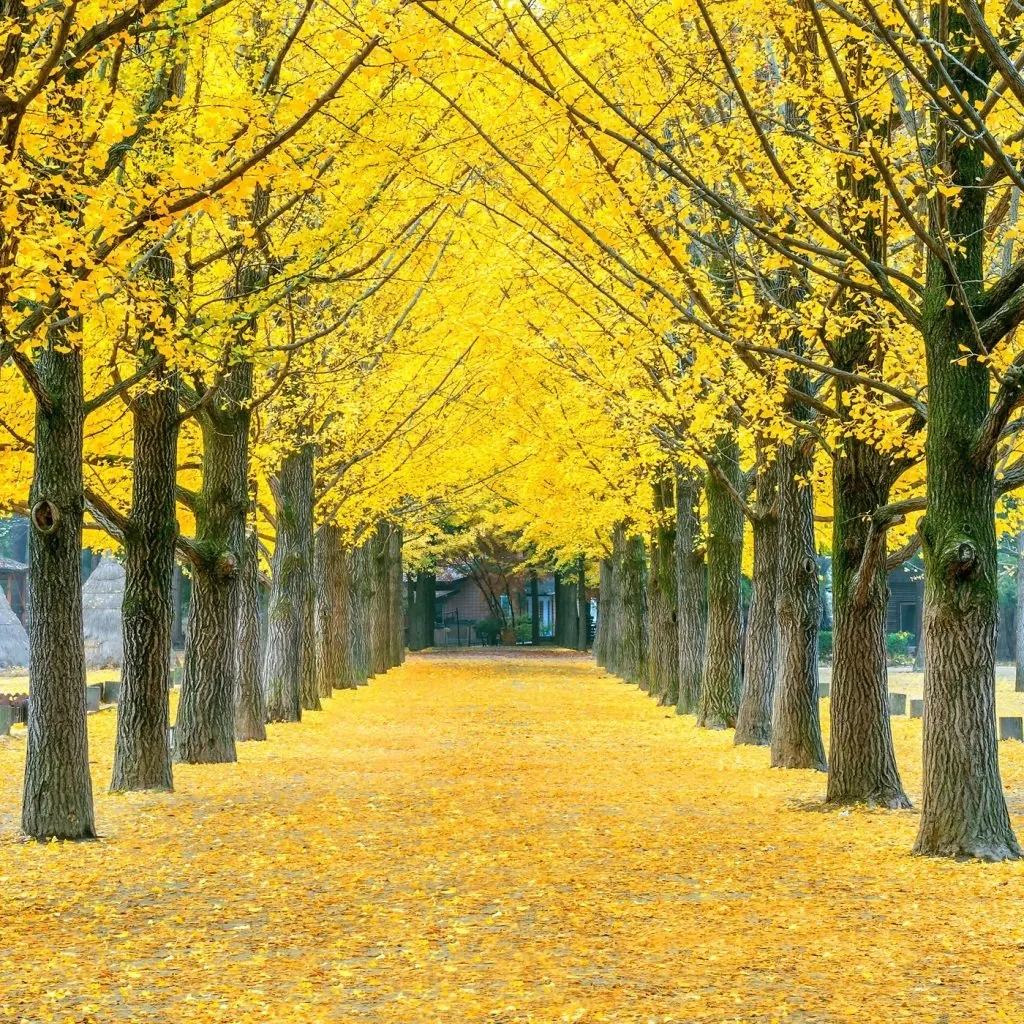 Japan’s Hidden Seasonal Gem Yellow Spring Road’s Blossoming Cherry Trees and Ginkgo Gold