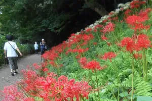 神奈川県大和市のヒガンバナ、開花が遅れるも美しさは健在