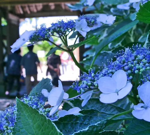 Embracing the Rain: Discovering the Charm of Japan's Tsuyu Season