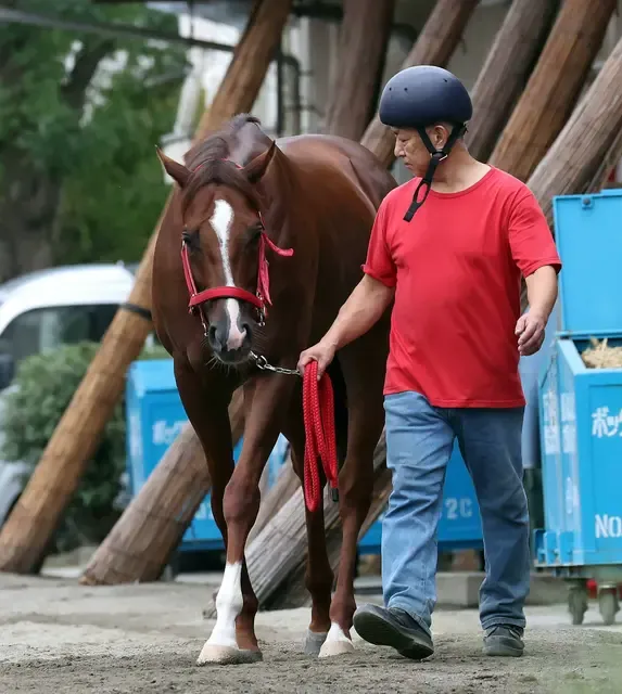 ウインマーベル、2024年9月26日早朝に角馬場で活躍、深山調教師の評価も上々