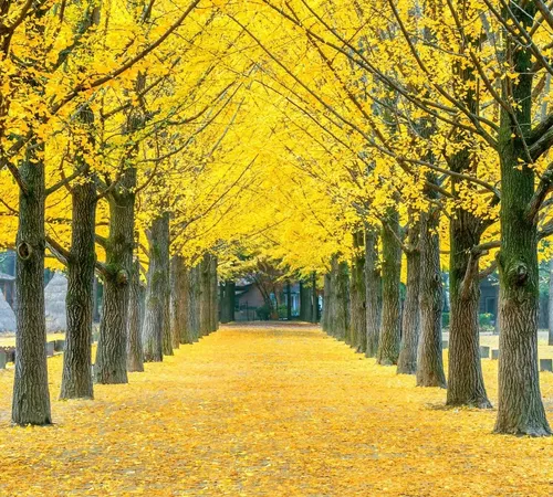 Japan’s Hidden Seasonal Gem Yellow Spring Road’s Blossoming Cherry Trees and Ginkgo Gold