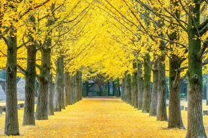 Japan’s Hidden Seasonal Gem Yellow Spring Road’s Blossoming Cherry Trees and Ginkgo Gold