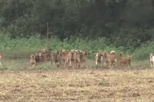 茨城町の野犬問題：増加する群れと住民・農家への深刻な影響