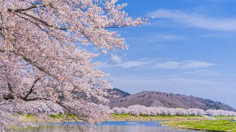 Exploring the Enchanting Corners of Japan: A Traveler’s Guide