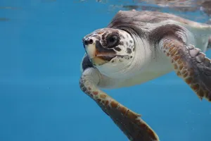 「ウミガメの甲羅に隠された驚きの事実」飼育員が明かす58枚の鱗板とその名前