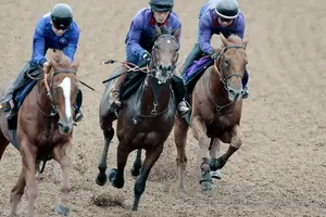 【競馬】デンクマール、デビュー戦に備え好調！田中博調教師の評価と母の遺伝子が注目