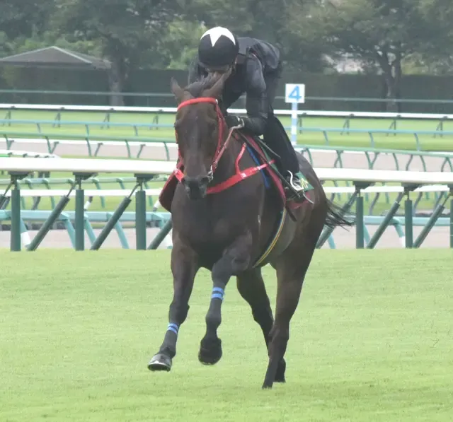 ビクターザウィナー、万全の態勢でレースに挑む！香港から参戦の6歳馬、コンディション良好