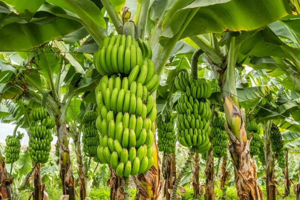 Bananas: The Unsung Hero of the Fruit Kingdom